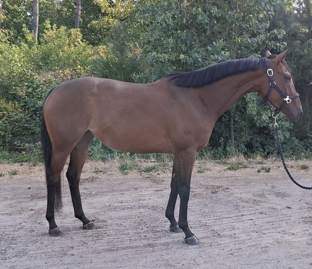 5 jarige allround merrie, Merrie, Minder dan 160 cm, Zadelmak, 3 tot 6 jaar