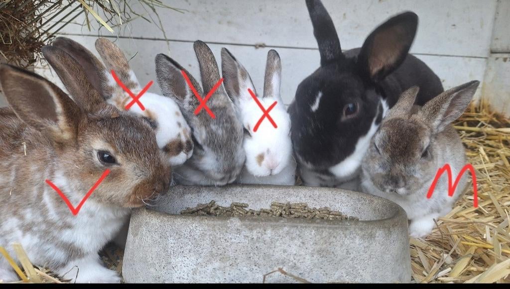 Rex konijntjes satijn vacht, Meerdere dieren