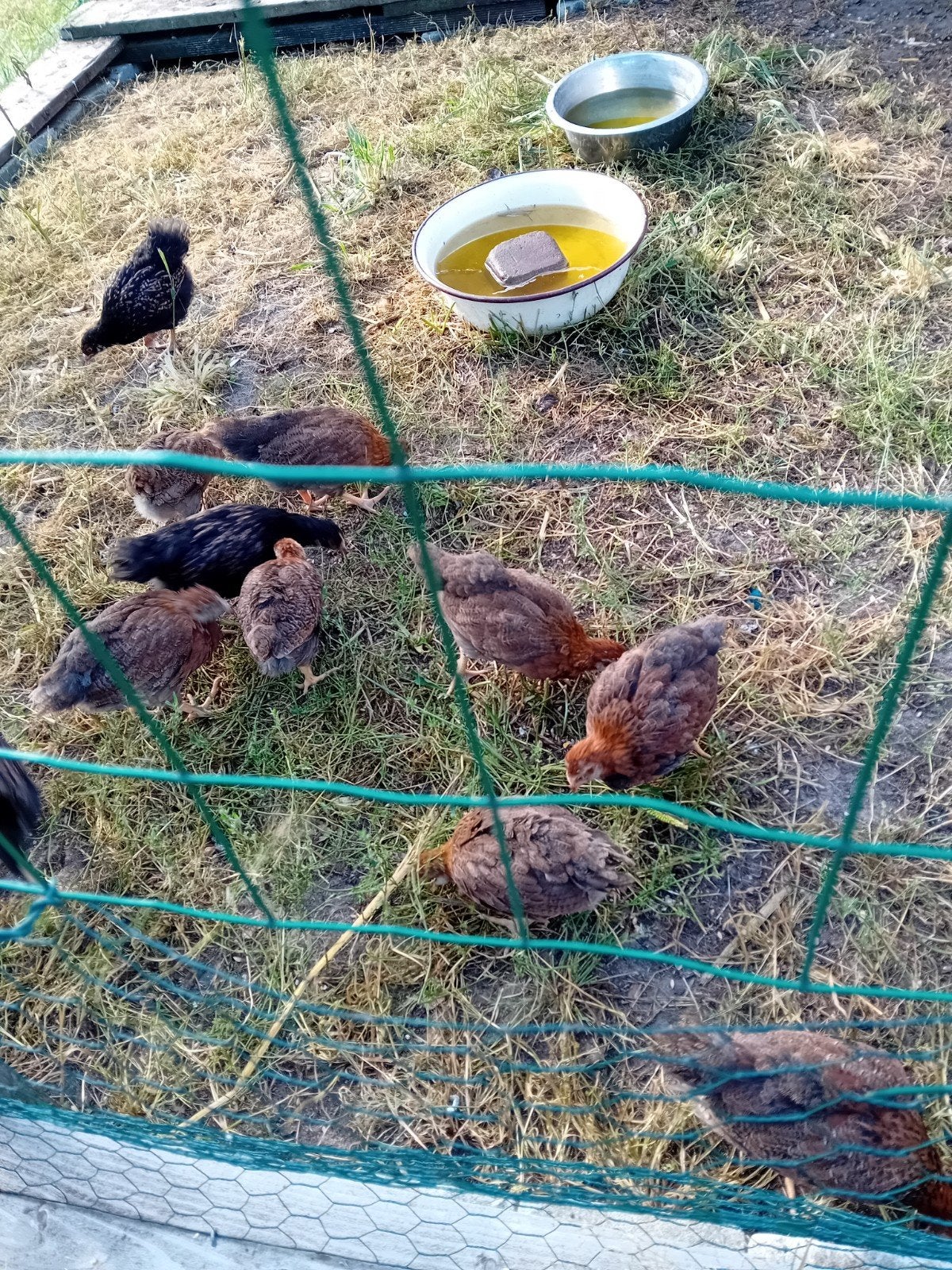 jonge hennen te koop van de welsemur kippen, Dieren en Toebehoren, Pluimvee, Vrouwelijk, Kip