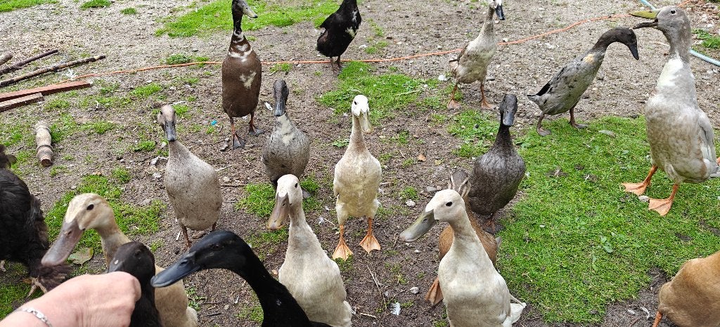 Loopeenden, Dieren en Toebehoren, Meerdere dieren, Eend