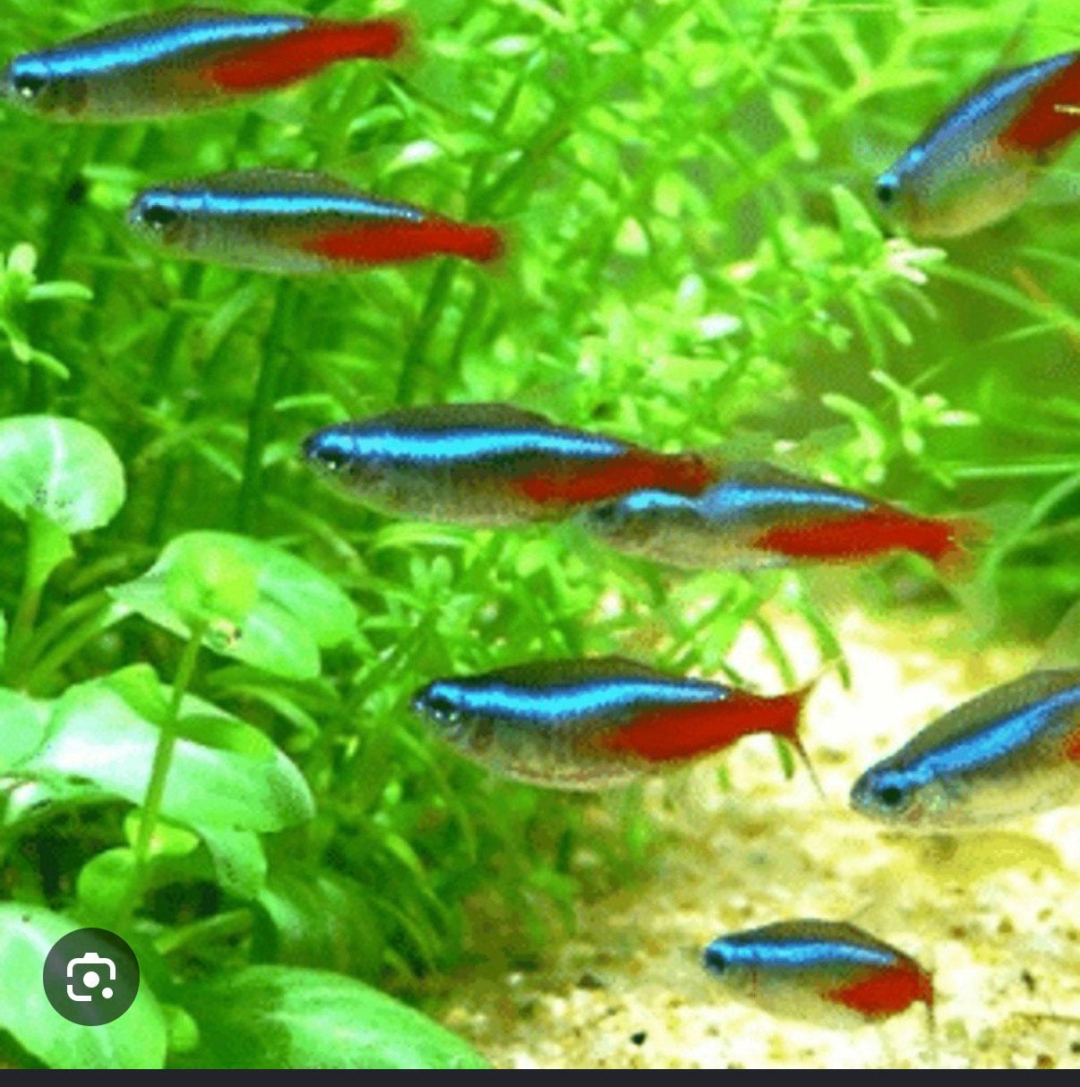Te koop gevraagd neon tetra’s ongeveer 6/8, Ophalen, Gevuld zoetwateraquarium