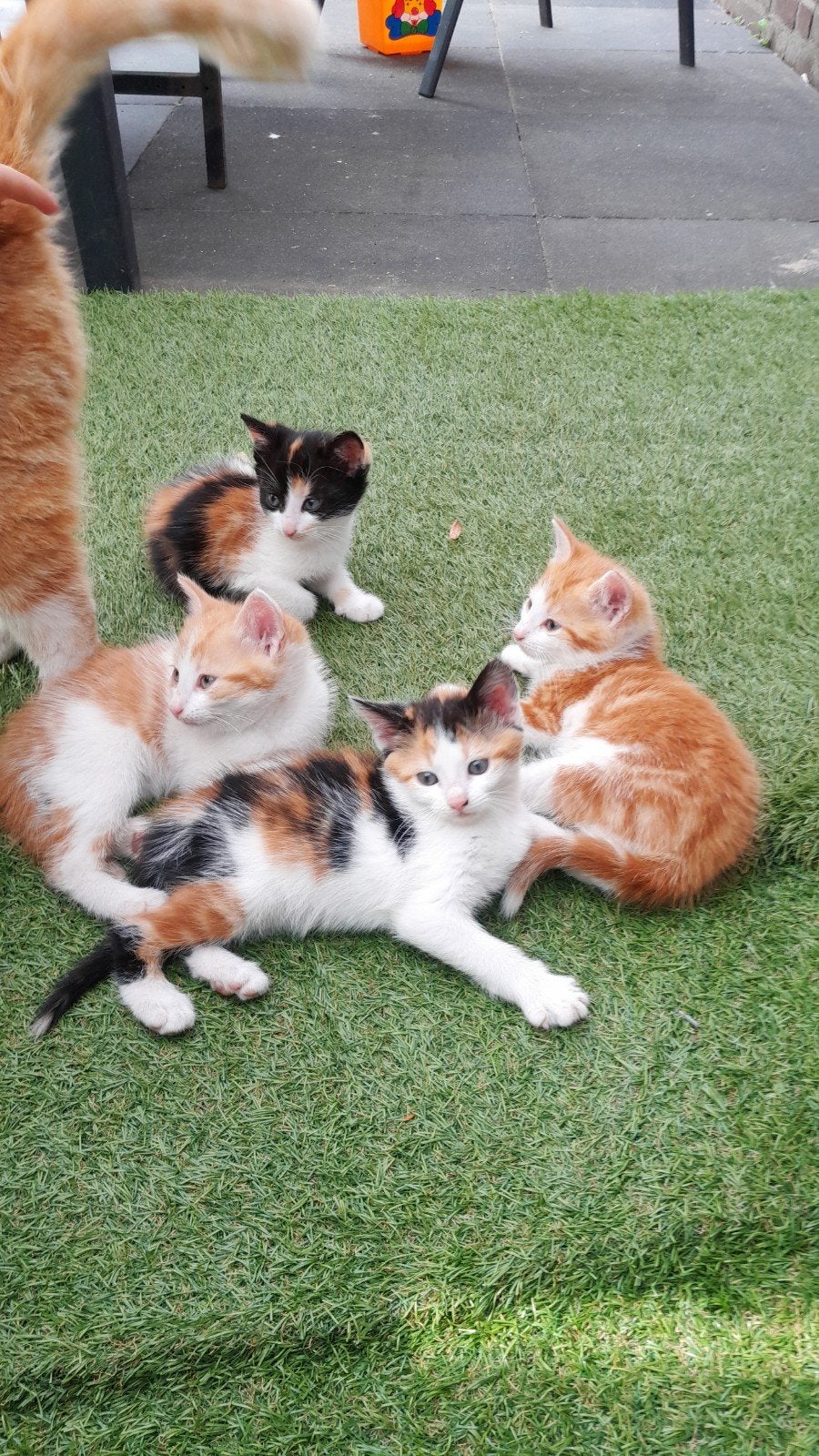 Kitten poes, Dieren en Toebehoren, Poes, Kortharig, 0 tot 2 jaar