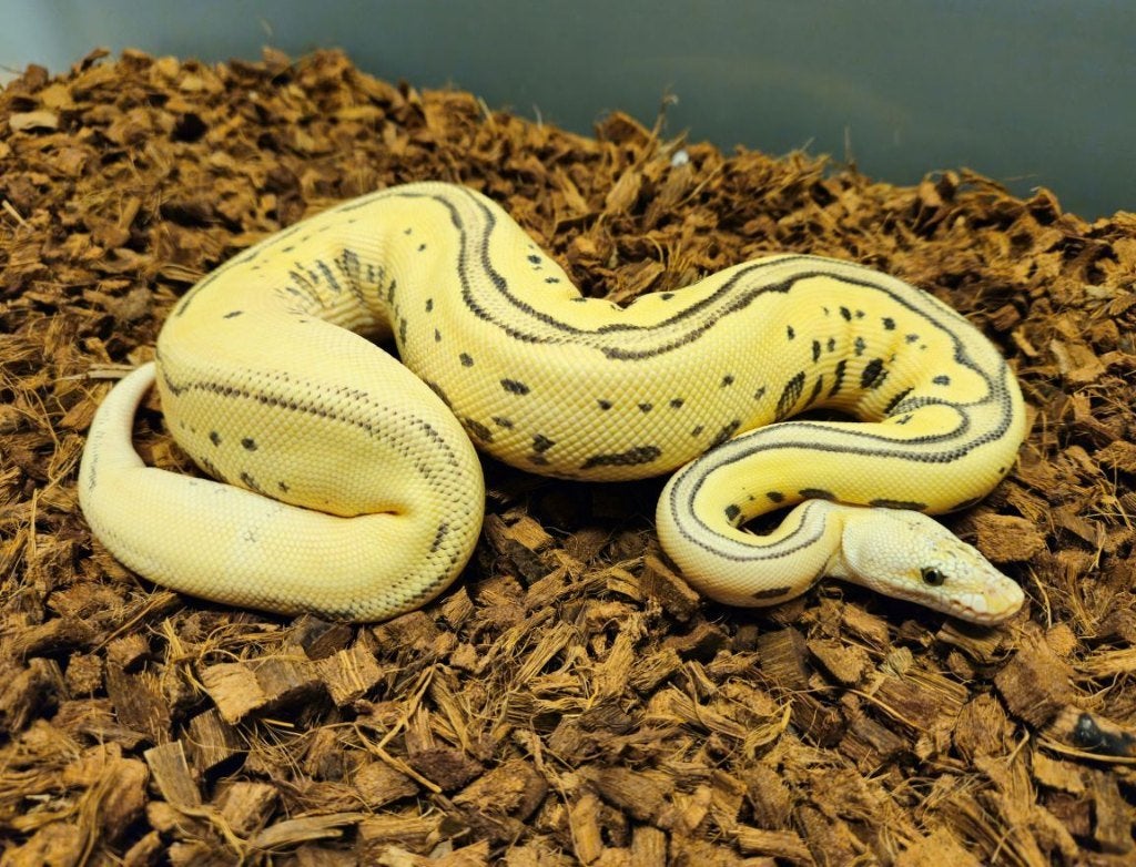 LAST MINUTE HOUTEN DEALS - Diverse koningspythons Ball Python photo 10