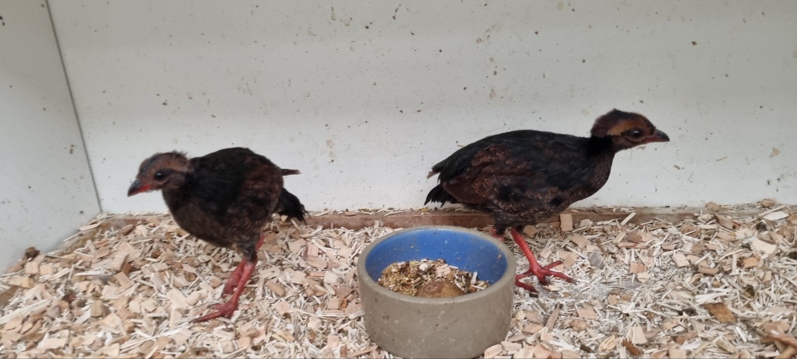 RoulRoul koppel 2026, Meerdere dieren, Tropenvogel, Geringd