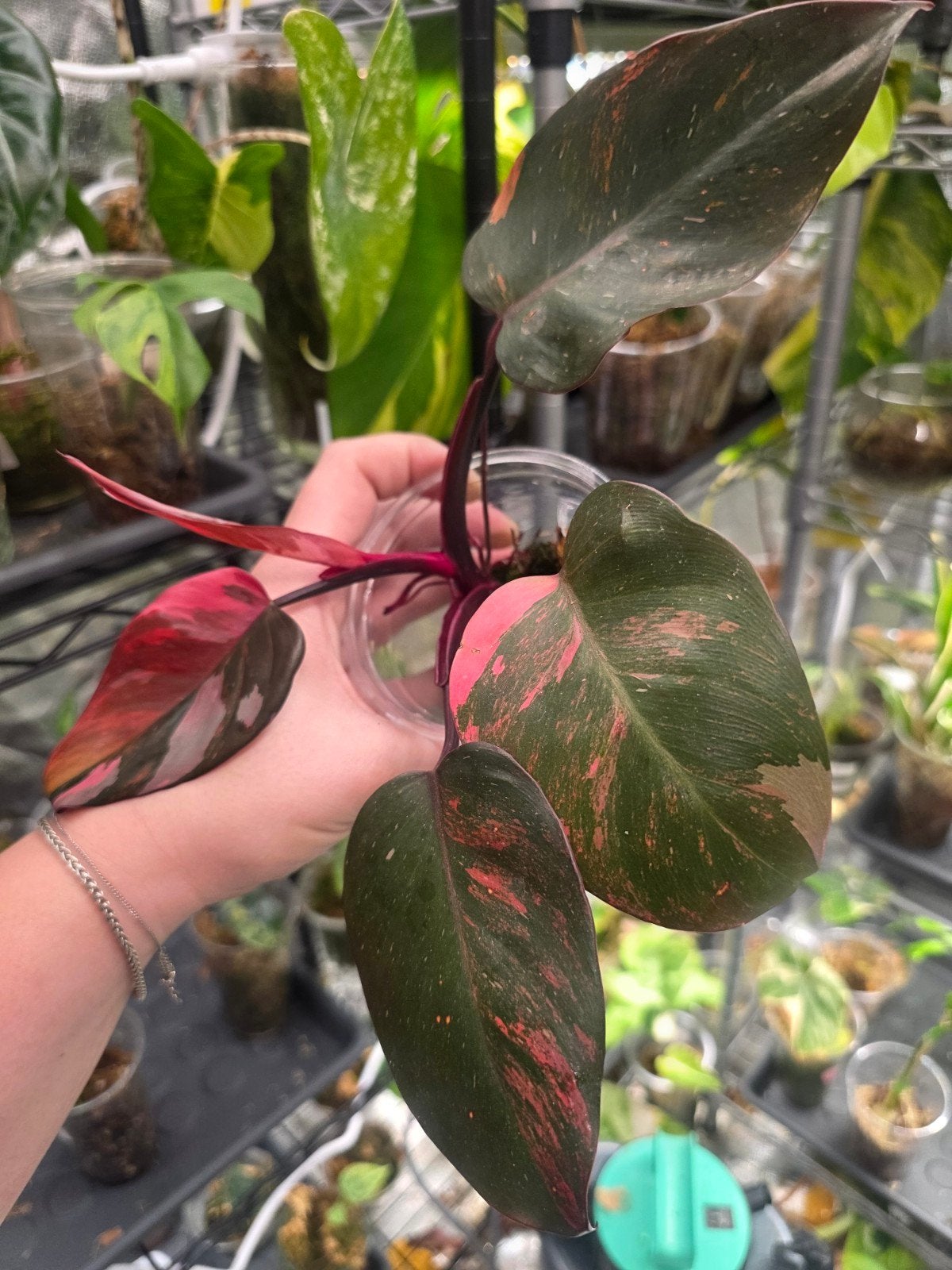 philodendron princes of fire, Ophalen of Verzenden, Halfschaduw, Minder dan 100 cm