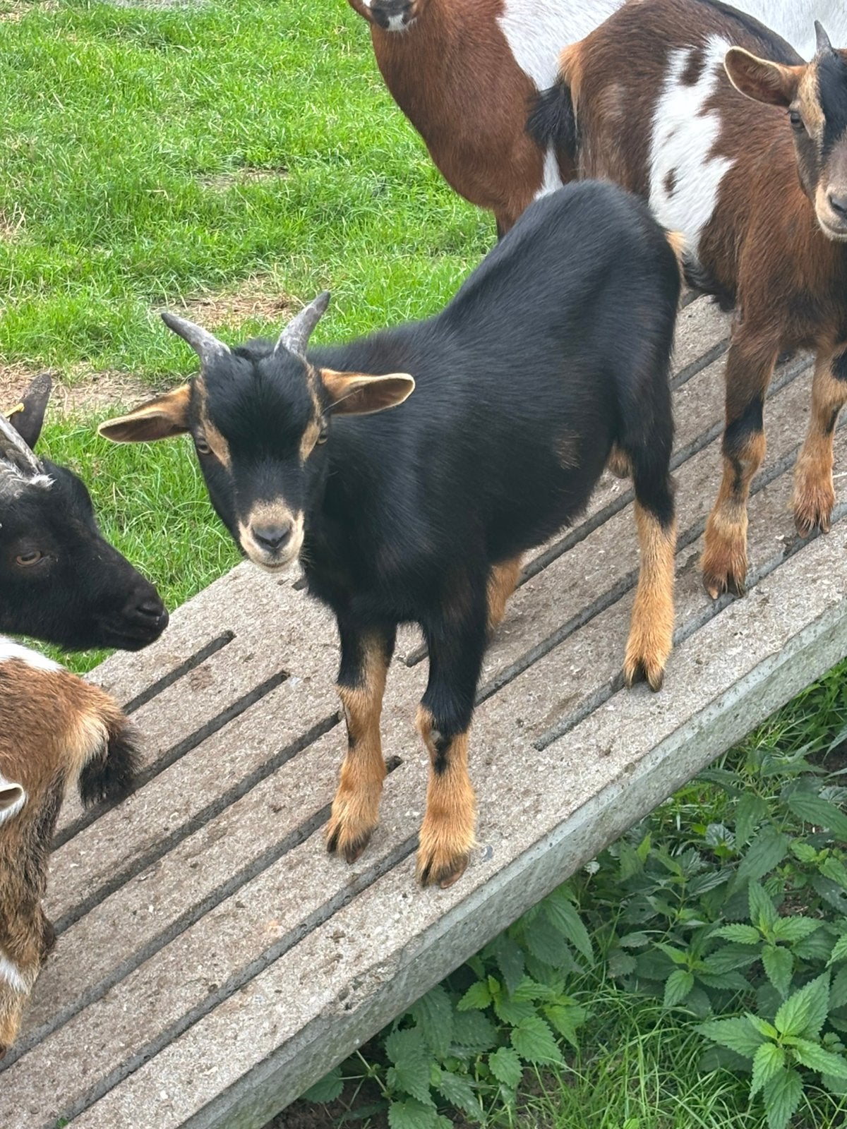 Mooie black an Tan dwergeit bokje, Dieren en Toebehoren, Mannelijk, Geit