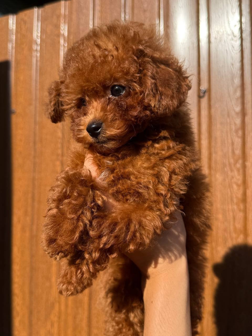 Toypoedel reutje | Male toy poodle, Poedel, Parvo, Reu, 8 tot 15 weken