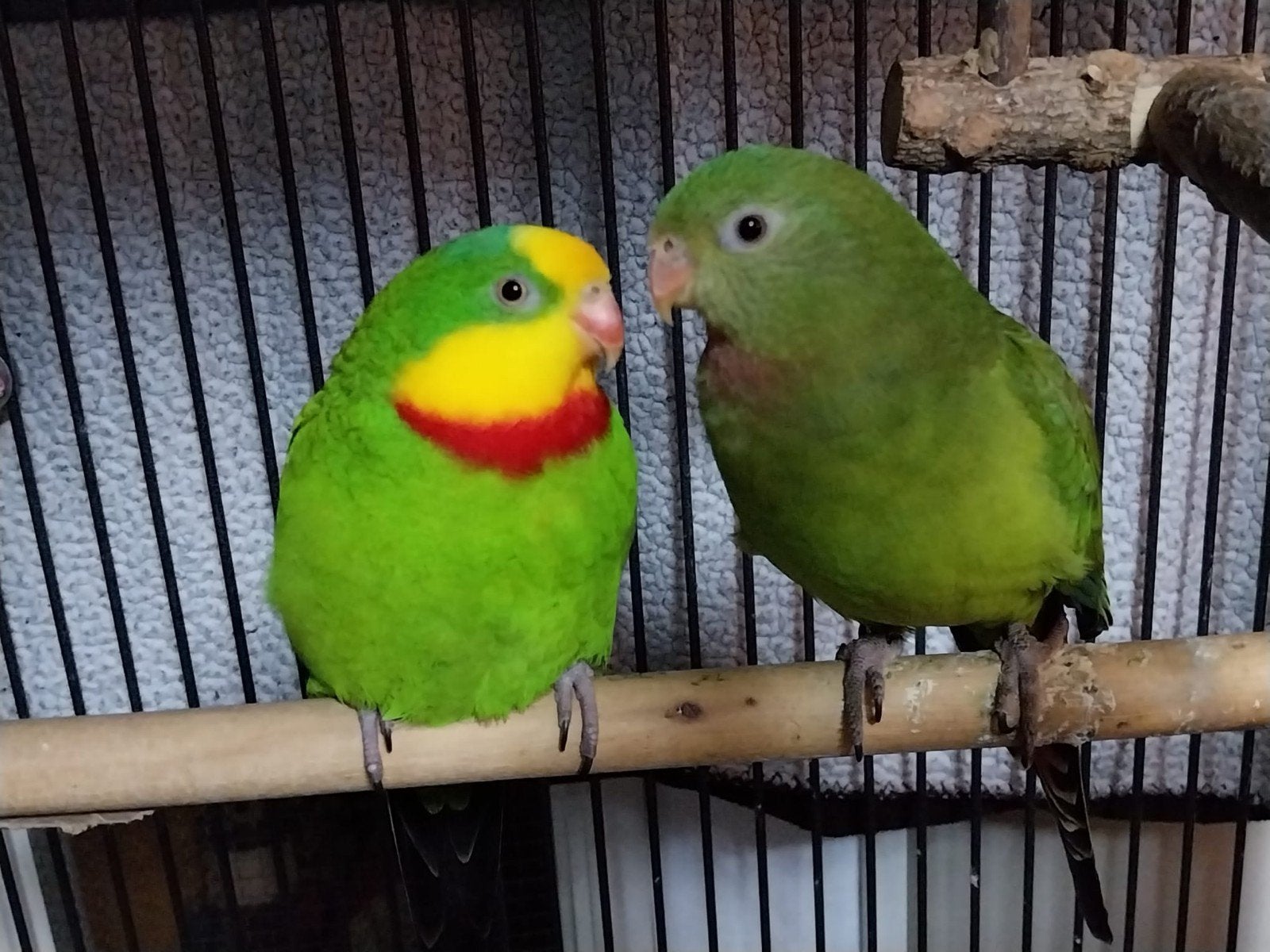 Te koop: Bewezen koppel Barrabandparkieten, Sammy & kiwi, Meerdere dieren, Parkiet, Geringd