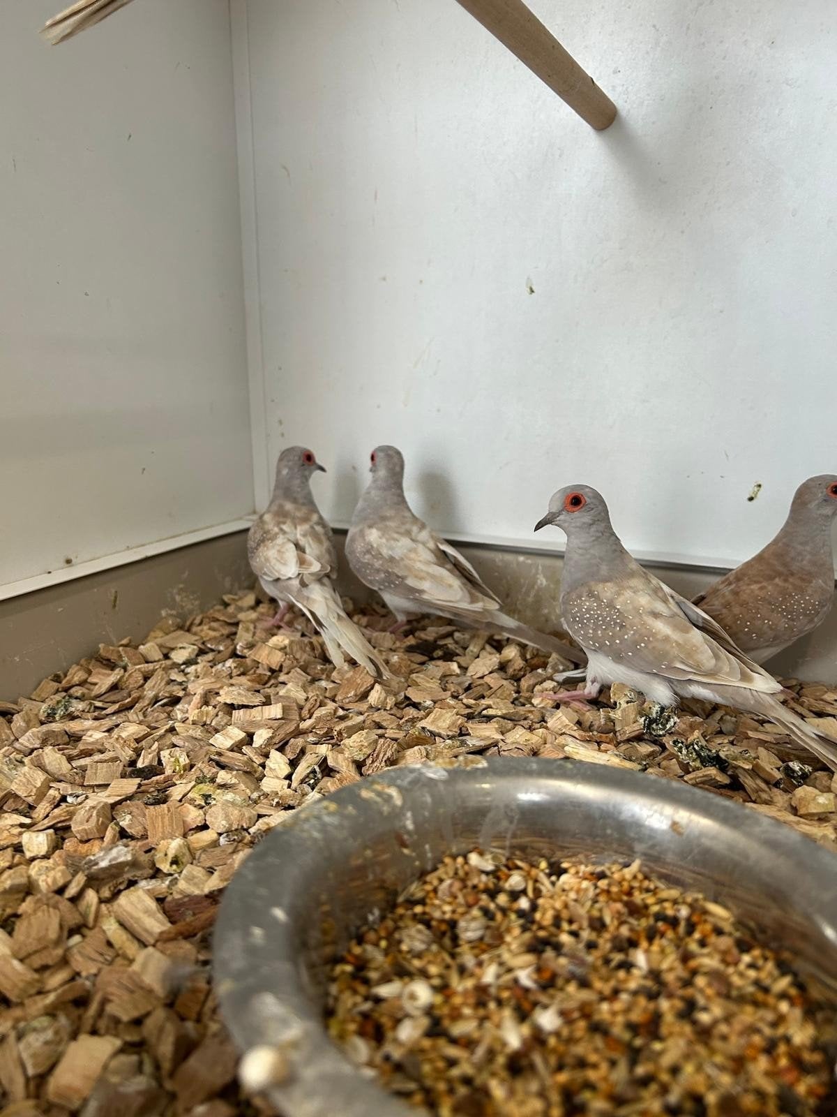 rood/bruin bonte diamantduifjes, Meerdere dieren