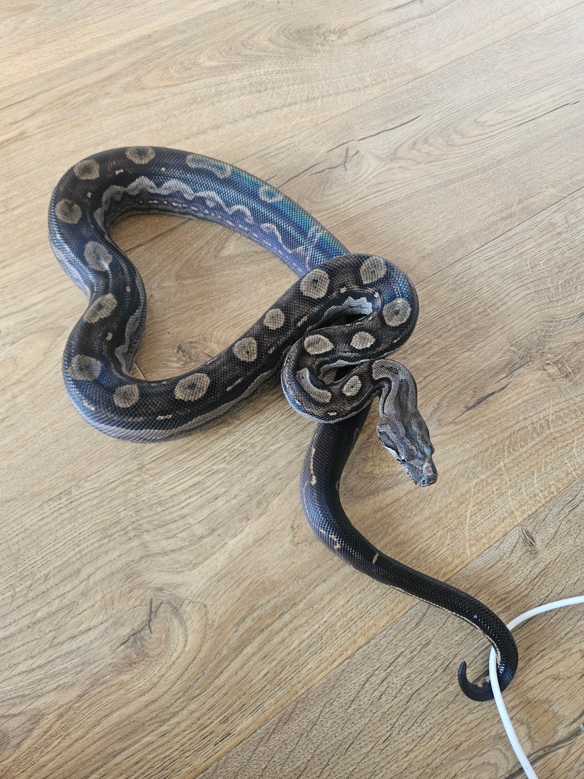 Boa imperator, constrictor slang met terrarium, Ophalen