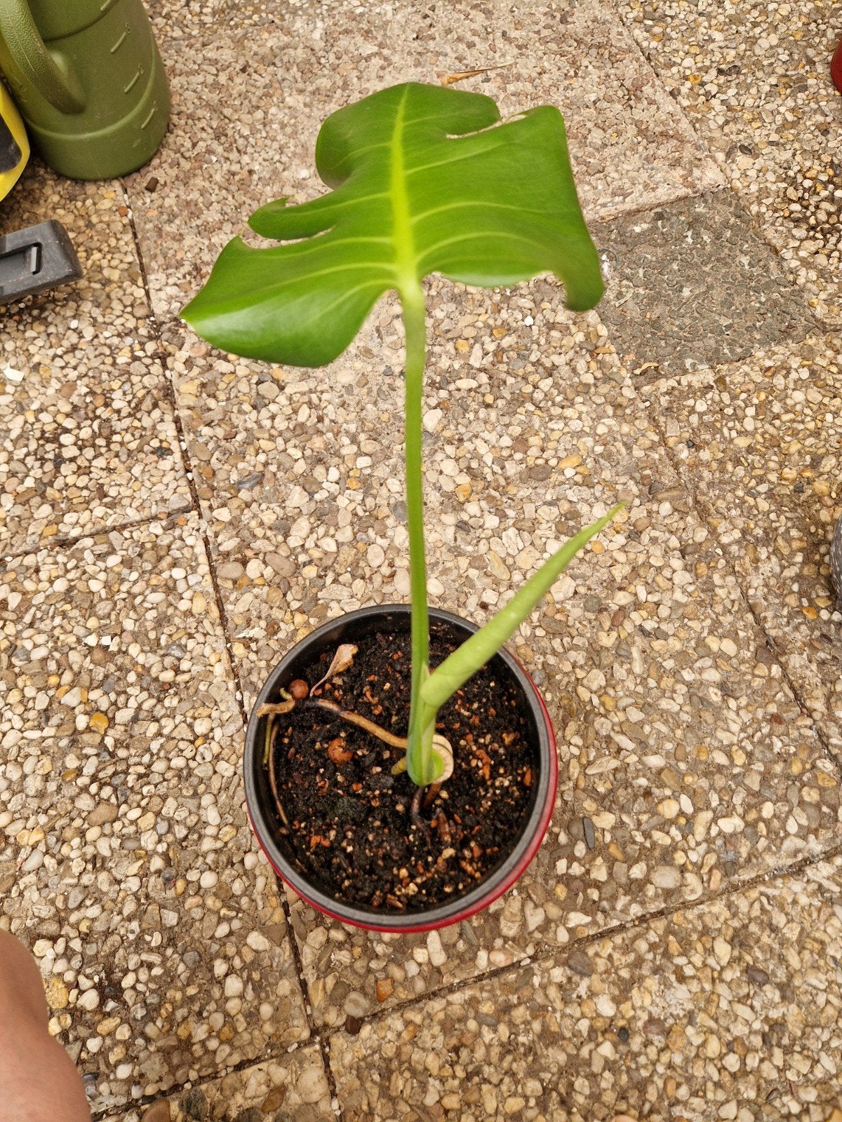 Monstera, Ophalen, Halfschaduw, Minder dan 100 cm