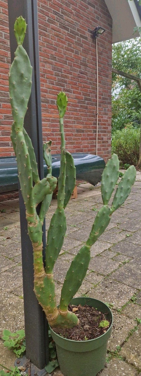 Grote Opuntia vijgcactus, Ophalen, Volle zon, Overige soorten, Minder dan 100 cm