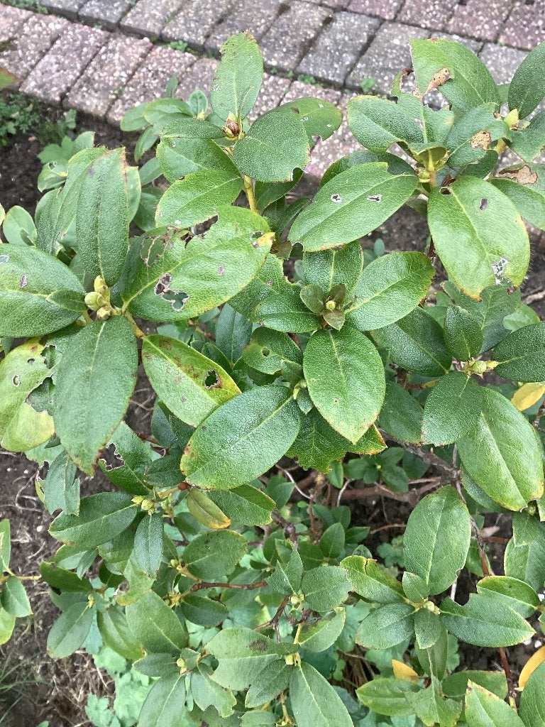 Rhododendron praecox winterbloeier., Tuin en Terras, Volle zon, Vaste plant, Lente, Ophalen