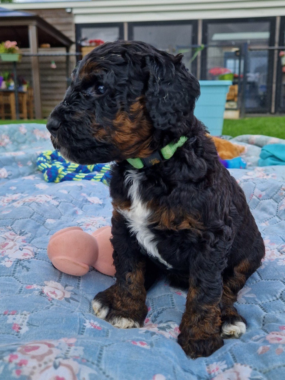 Poedelpups met FCI-stamboom, Dieren en Toebehoren, Poedel, Parvo, 8 tot 15 weken, Meerdere