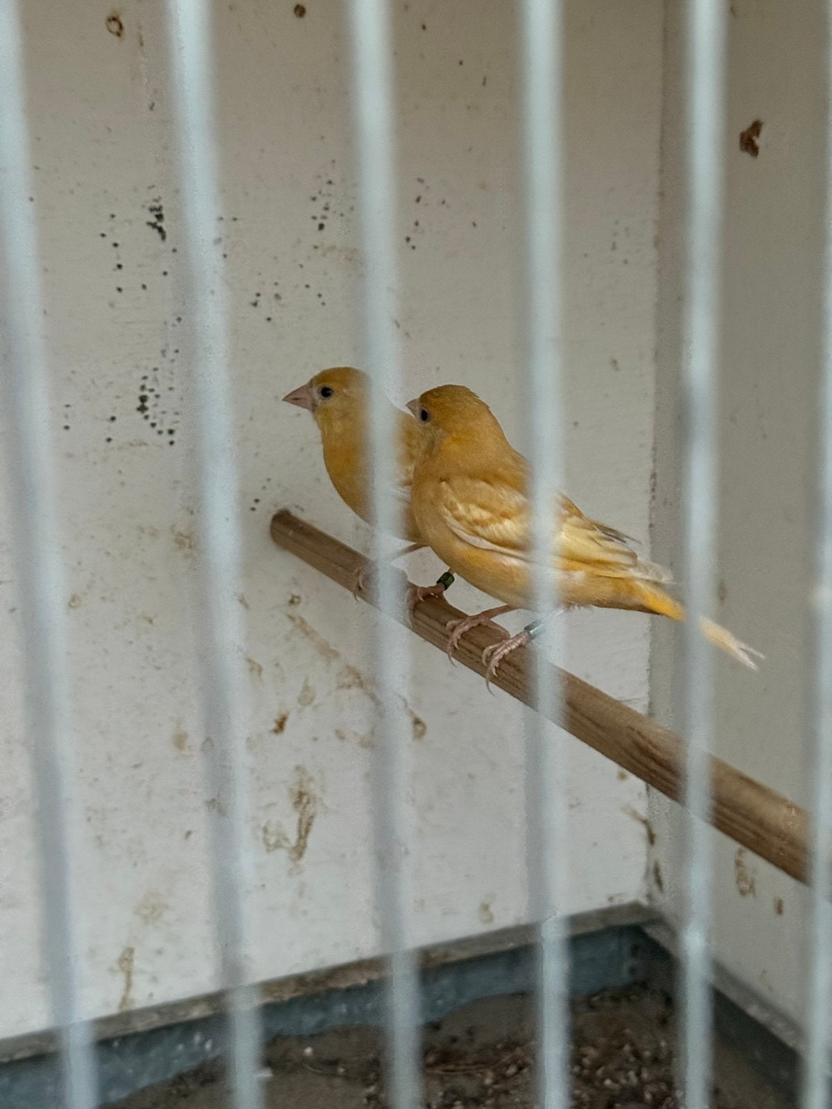 Bastaard kanarie x sijs, Dieren en Toebehoren, Vrouwelijk, Geringd