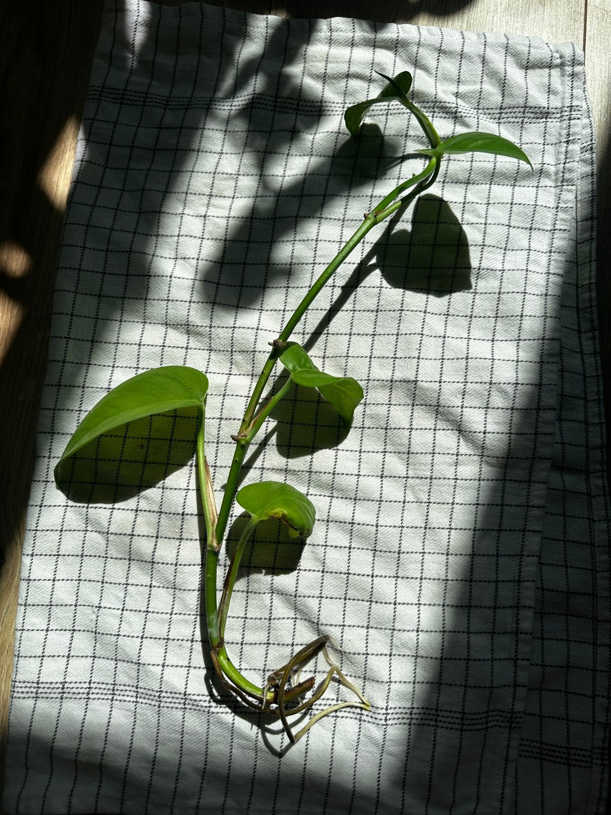 1pc of small pothos, Ophalen, Halfschaduw, Minder dan 100 cm
