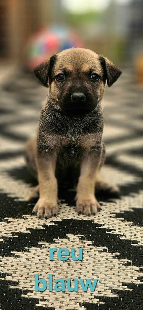 bijzonder nest pups Rhodesian Ridgeback x Herder mix, Dieren en Toebehoren, Parvo, 8 tot 15 weken, Meerdere, Meerdere dieren