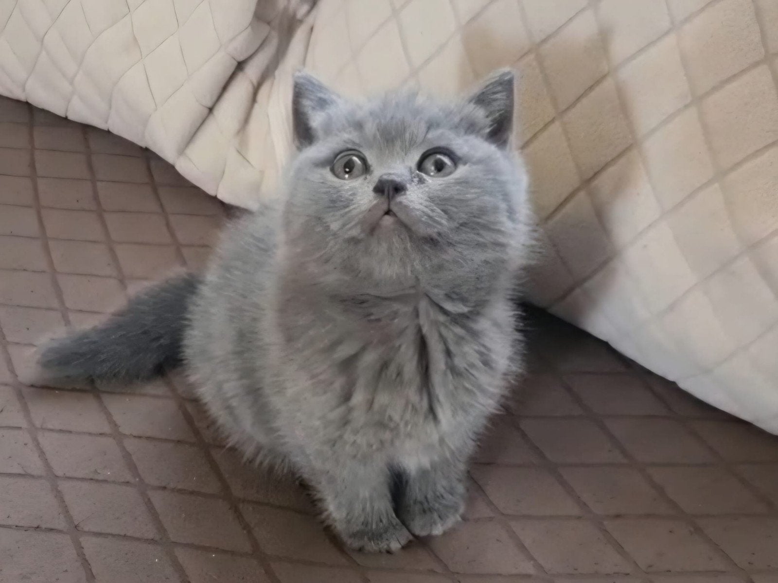 Twee lieve Britse Korthaar kittens zoeken een nieuw thuis, Dieren en Toebehoren, Kater, Ontwormd, 0 tot 2 jaar