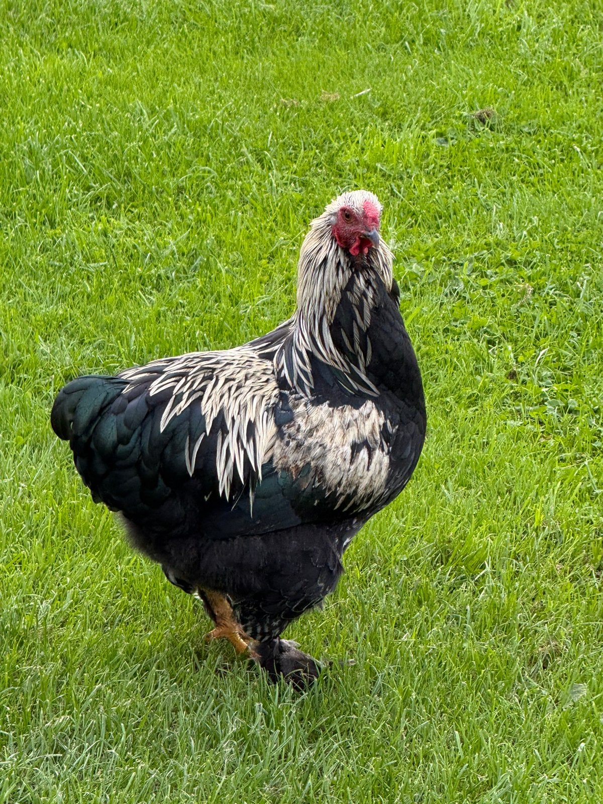 Mooie jonge Brahma haan, Dieren en Toebehoren, Mannelijk, Kip