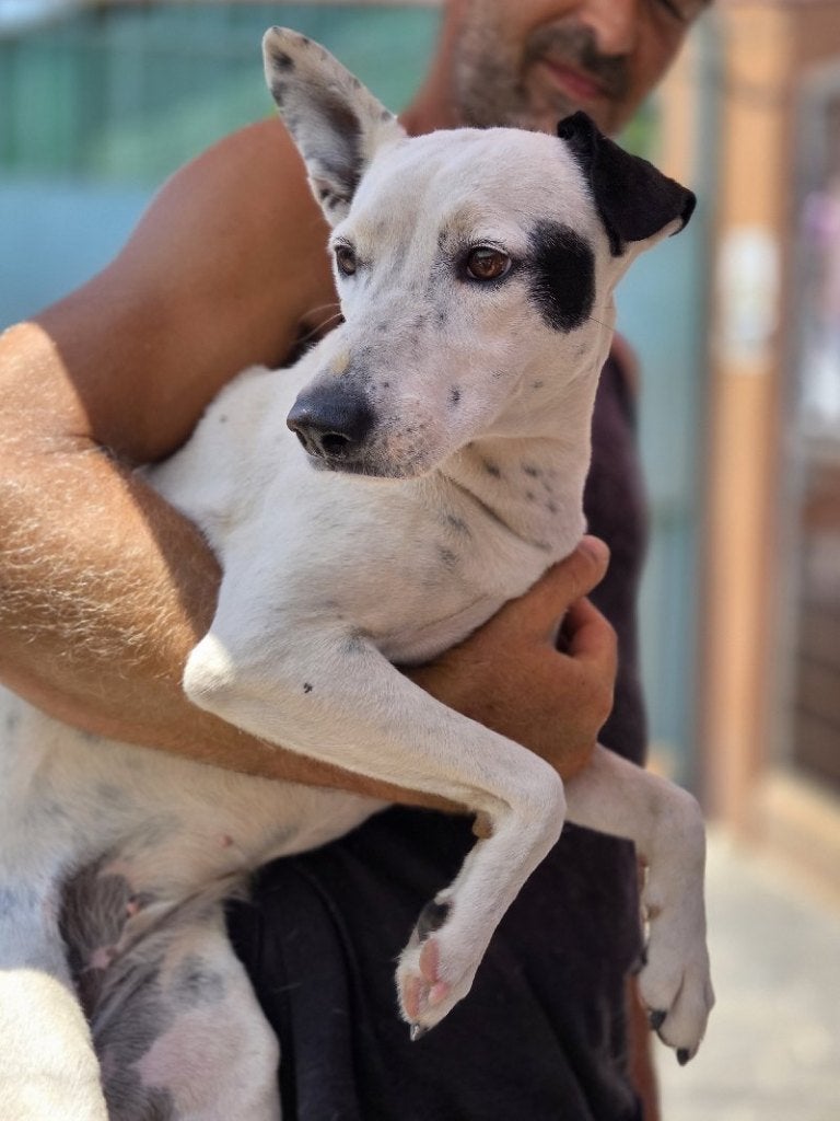 ACE: Gina een sympathiek, sociaal hondje, Dieren en Toebehoren, Honden | Niet-rashonden, Particulier, 1 tot 2 jaar, Buitenland
