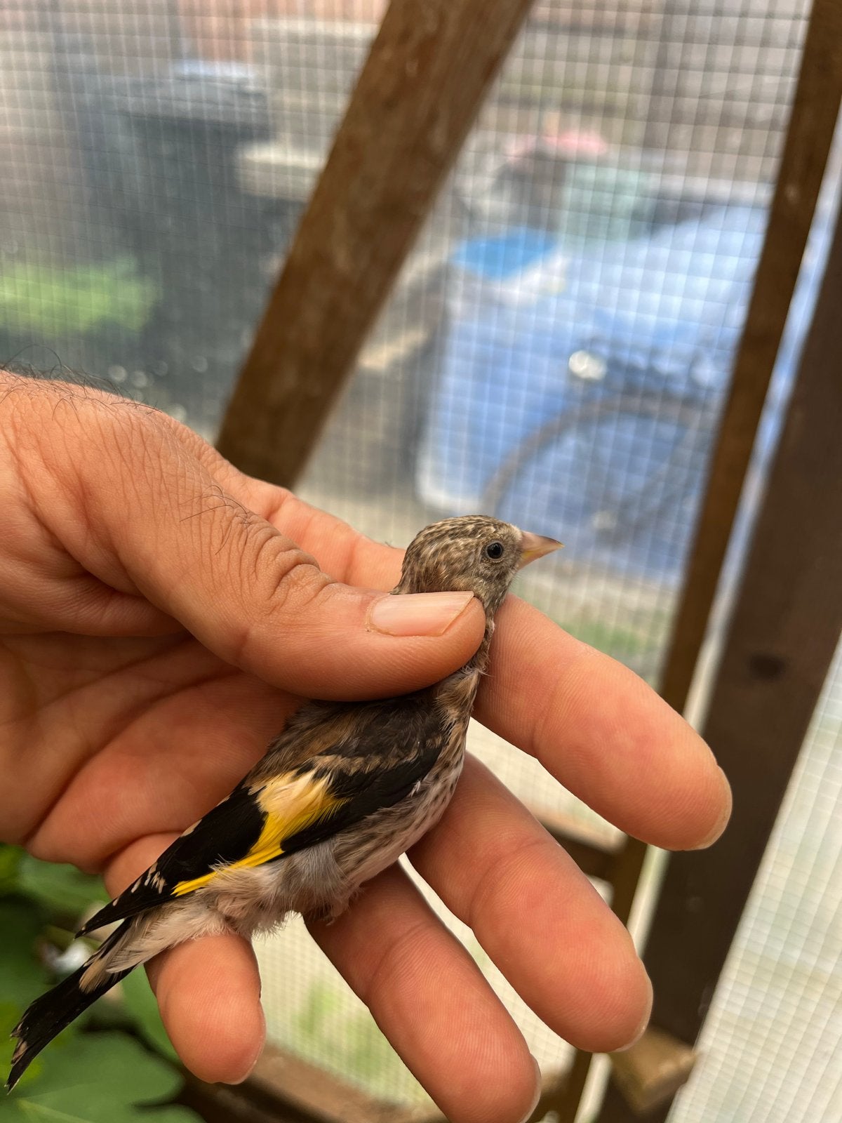Parvaputter van 2026, Meerdere dieren, Wildzangvogel