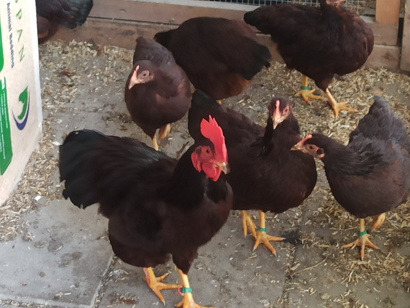 Trio Rhode Island red kriel en broedeieren, Dieren en Toebehoren, Pluimvee, Meerdere dieren, Kip