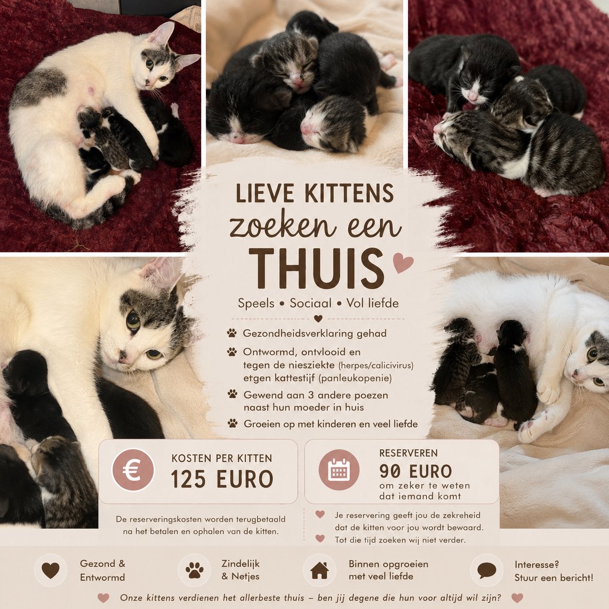 Kittens te koop, Meerdere dieren, Kortharig, 0 tot 2 jaar