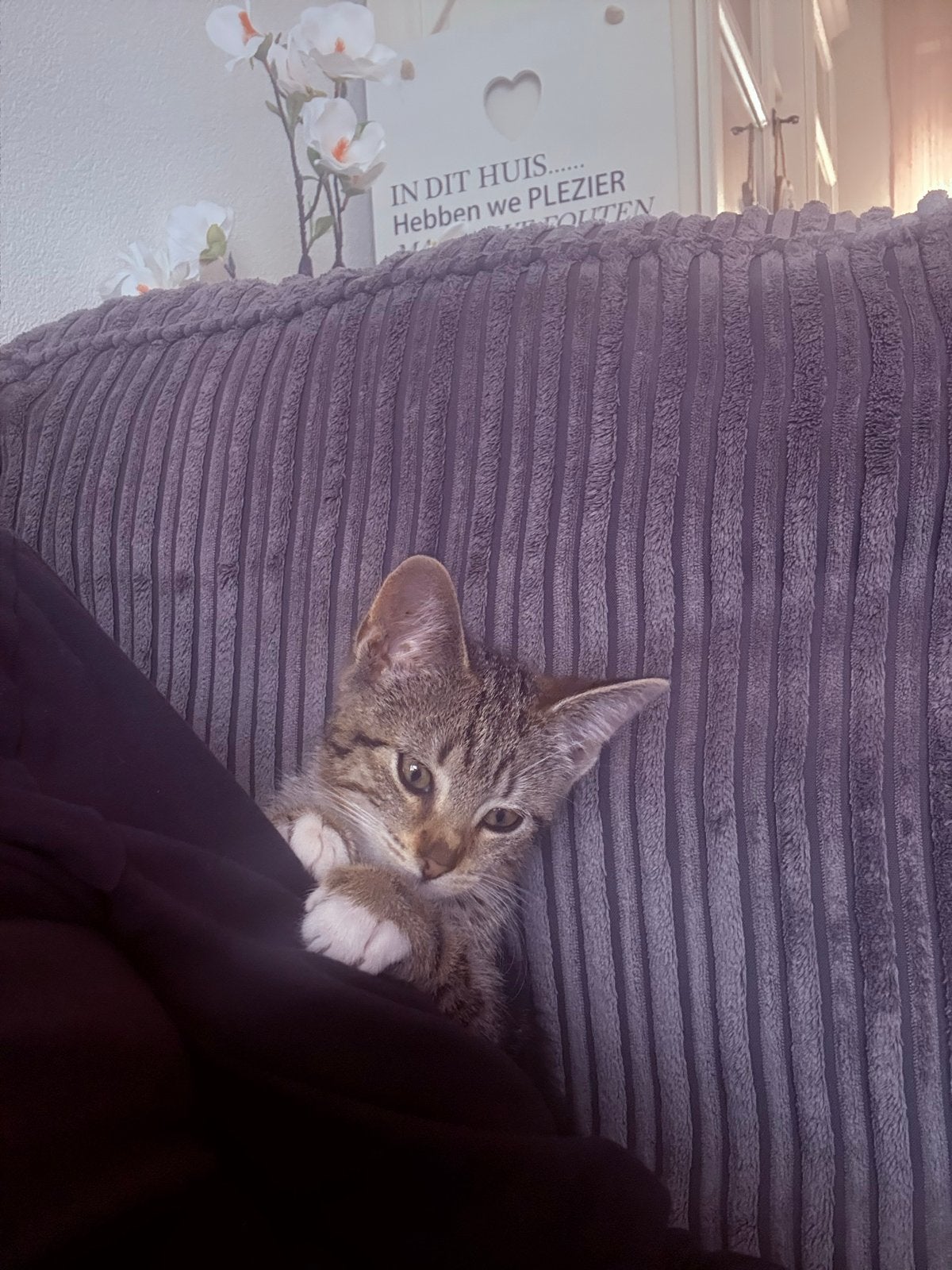 Pip 3 maandjes, Poes