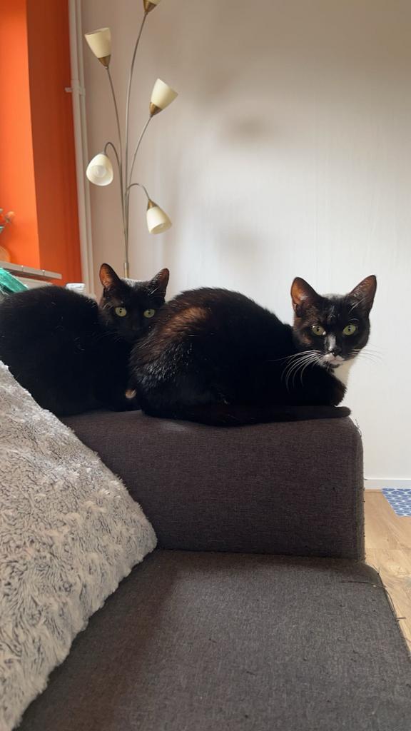 🐾 Spoed Twee lieve poezen zoeken een warm thuis!, Dieren en Toebehoren, Katten en Kittens | Overige Katten, Poes