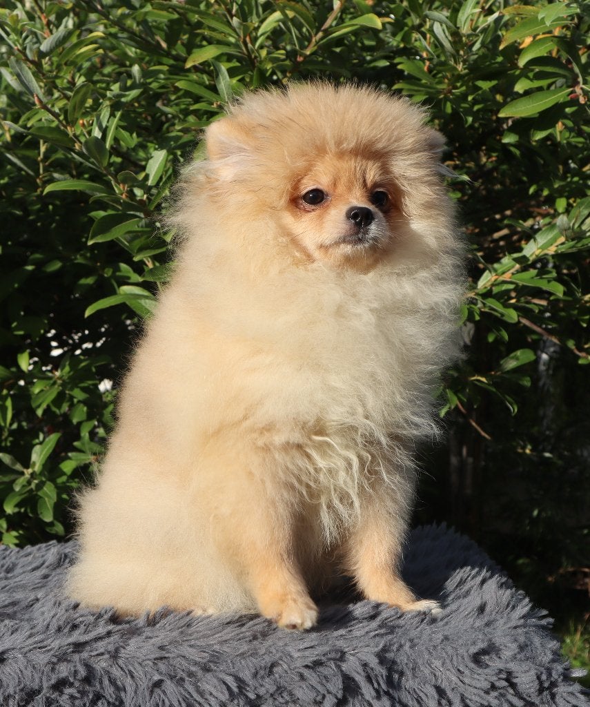 Pomeriaan/Pomeranian Teefje aanwezig in Nederland, Dieren en Toebehoren, Keeshond, 15 weken tot 1 jaar, Buitenland, Teef