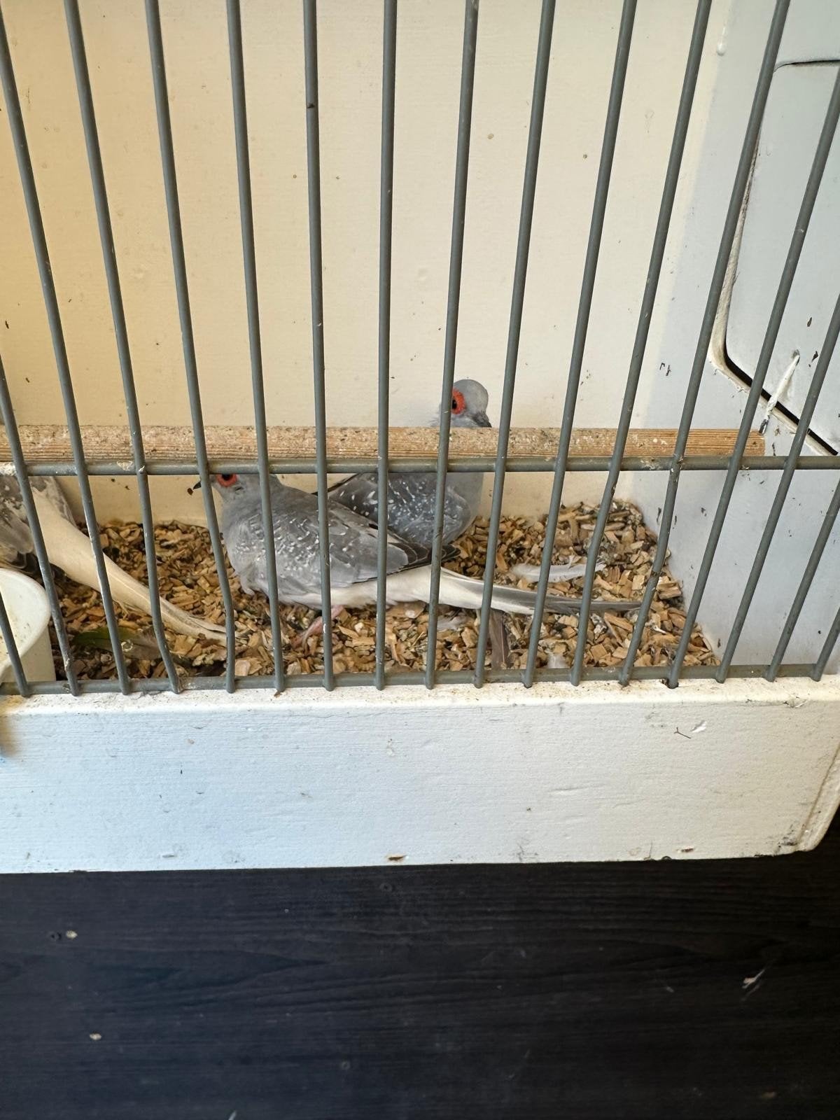 diamant duifjes, Dieren en Toebehoren, Meerdere dieren