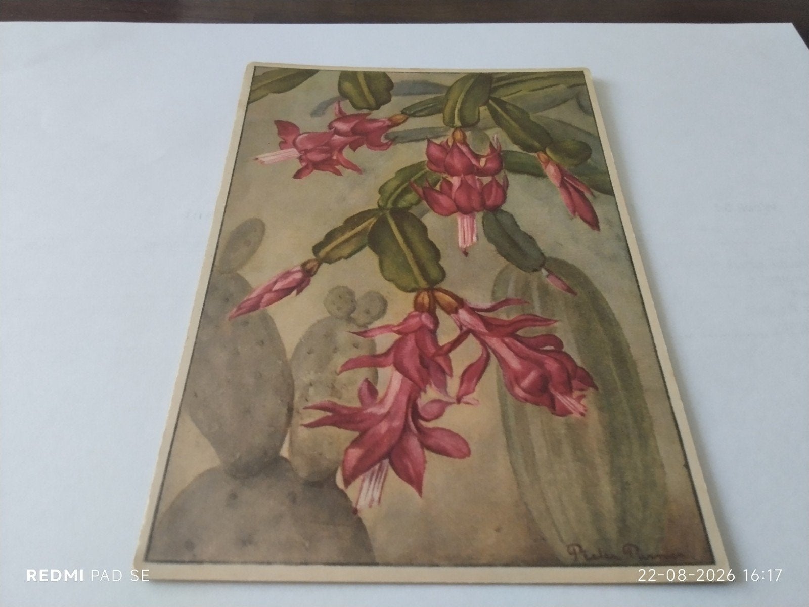 Unieke Ongelopen Ansichtkaart - Epiphyllum truncatum, Ophalen of Verzenden