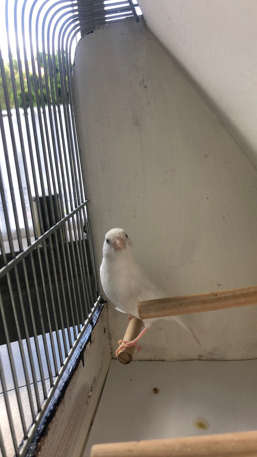 Te Koop: Witte Kanarie Man ., Dieren en Toebehoren, Vogels | Kanaries, Mannelijk, Kleurkanarie