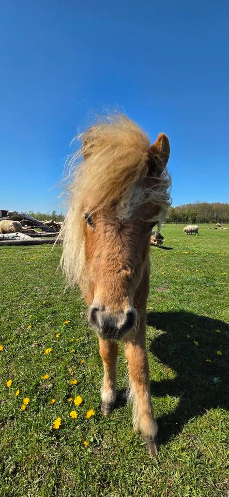 Mooi Shetlander hengstje, Dieren en Toebehoren, Pony's, Gechipt, Hengst, A pony (tot 1.17m), Onbeleerd
