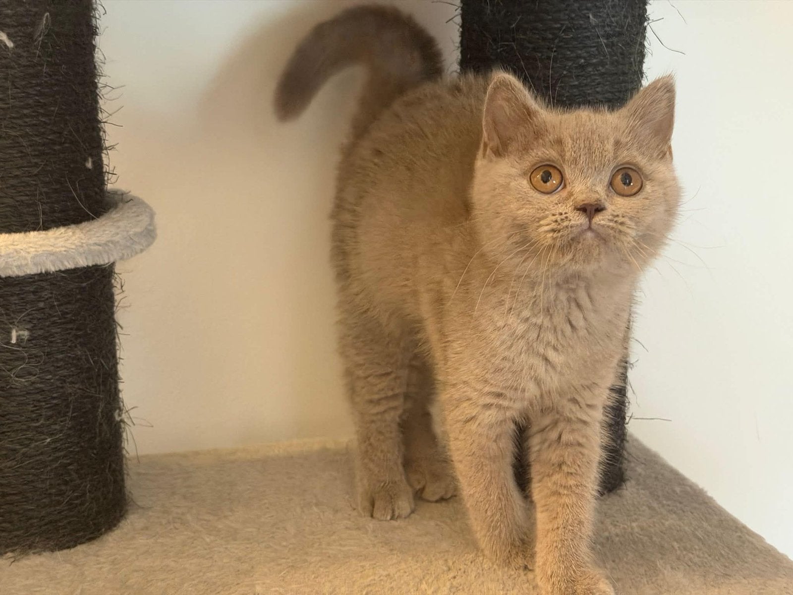 Brits Britse korthaar kitten poesje, Dieren en Toebehoren, Poes, Gechipt, 0 tot 2 jaar