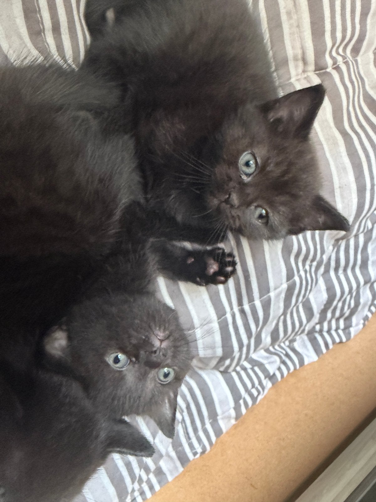 British Shorthair-kittens zoeken een warm thuis, Meerdere dieren, 0 tot 2 jaar