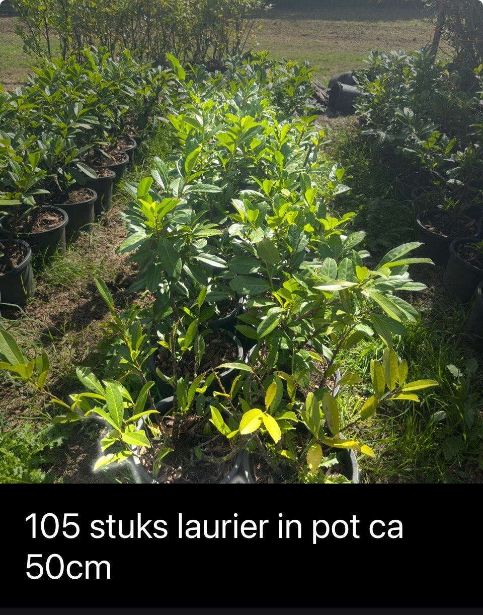 2000+ haagplanten laurier  + potten | €5000 OP=OP, Ophalen of Verzenden, Laurier, 100 tot 250 cm