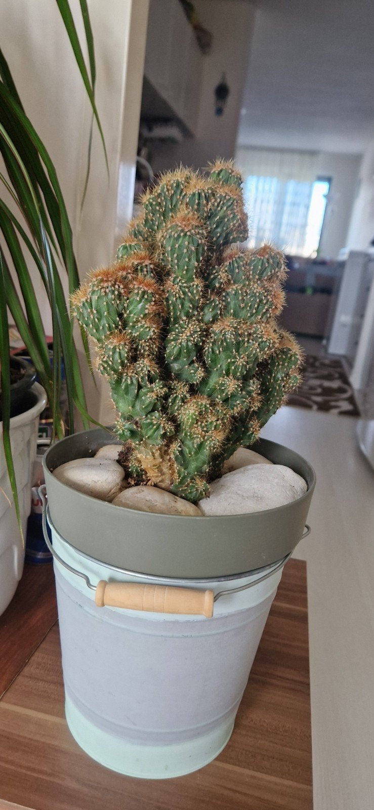 Cactus 30cm, Ophalen, Cactus, Volle zon, Minder dan 100 cm