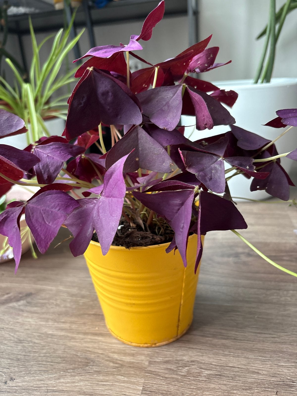 Oxalis triangularis in gele pot - Prachtige kamerplant, Ophalen, Zo goed als nieuw, Meerkleurig