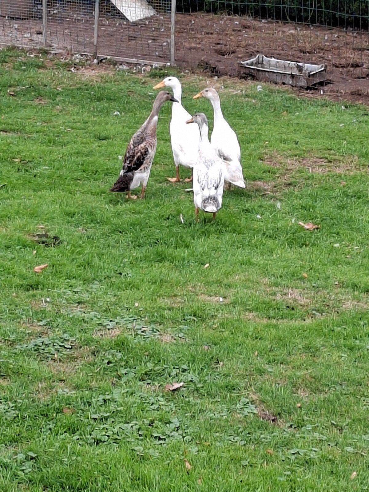 loopeenden, Meerdere dieren, Eend