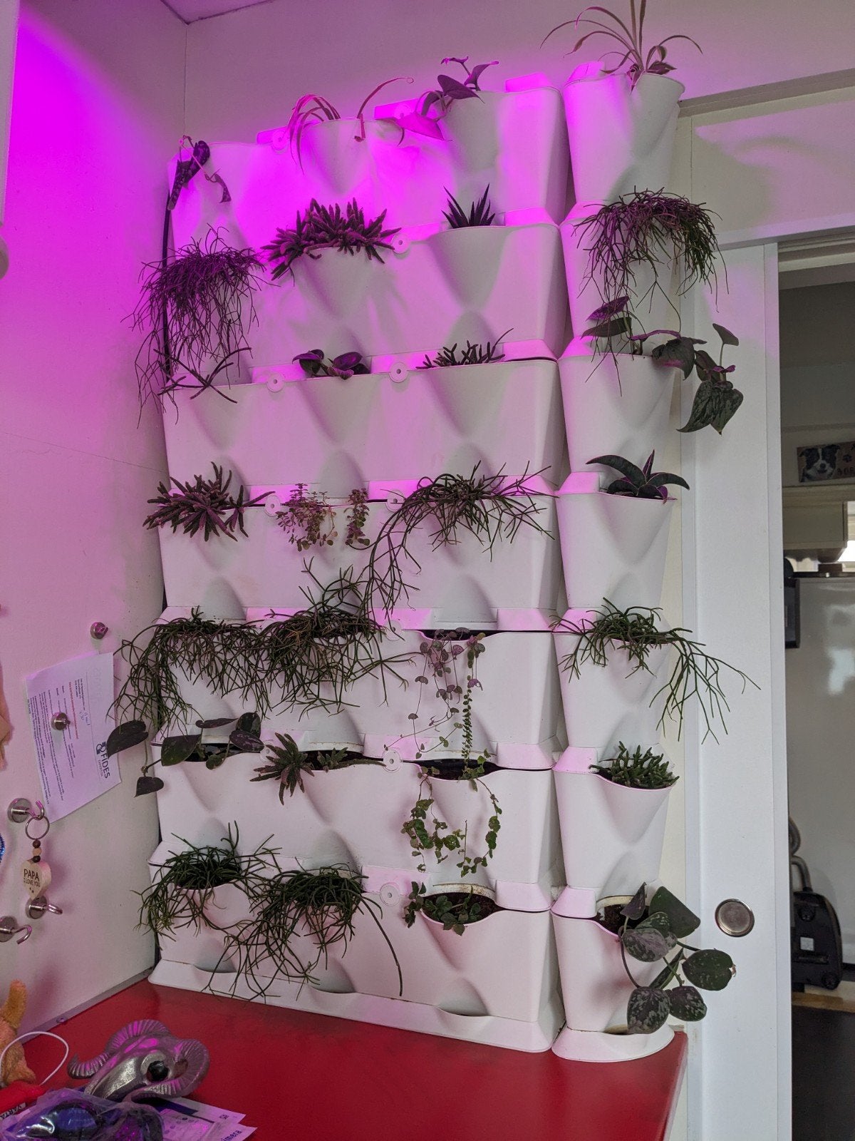 Plantenwand/muur - Verticale Tuin, Kunststof, Gebruikt, Ophalen of Verzenden, 60 cm of meer