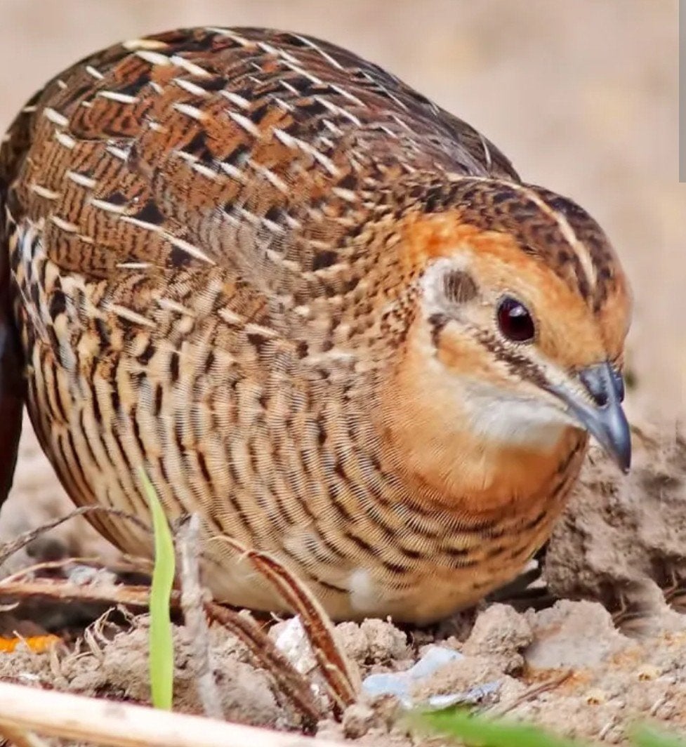 Chinese kwartel hen, Dieren en Toebehoren, Vogels | Overige Vogels, Vrouwelijk