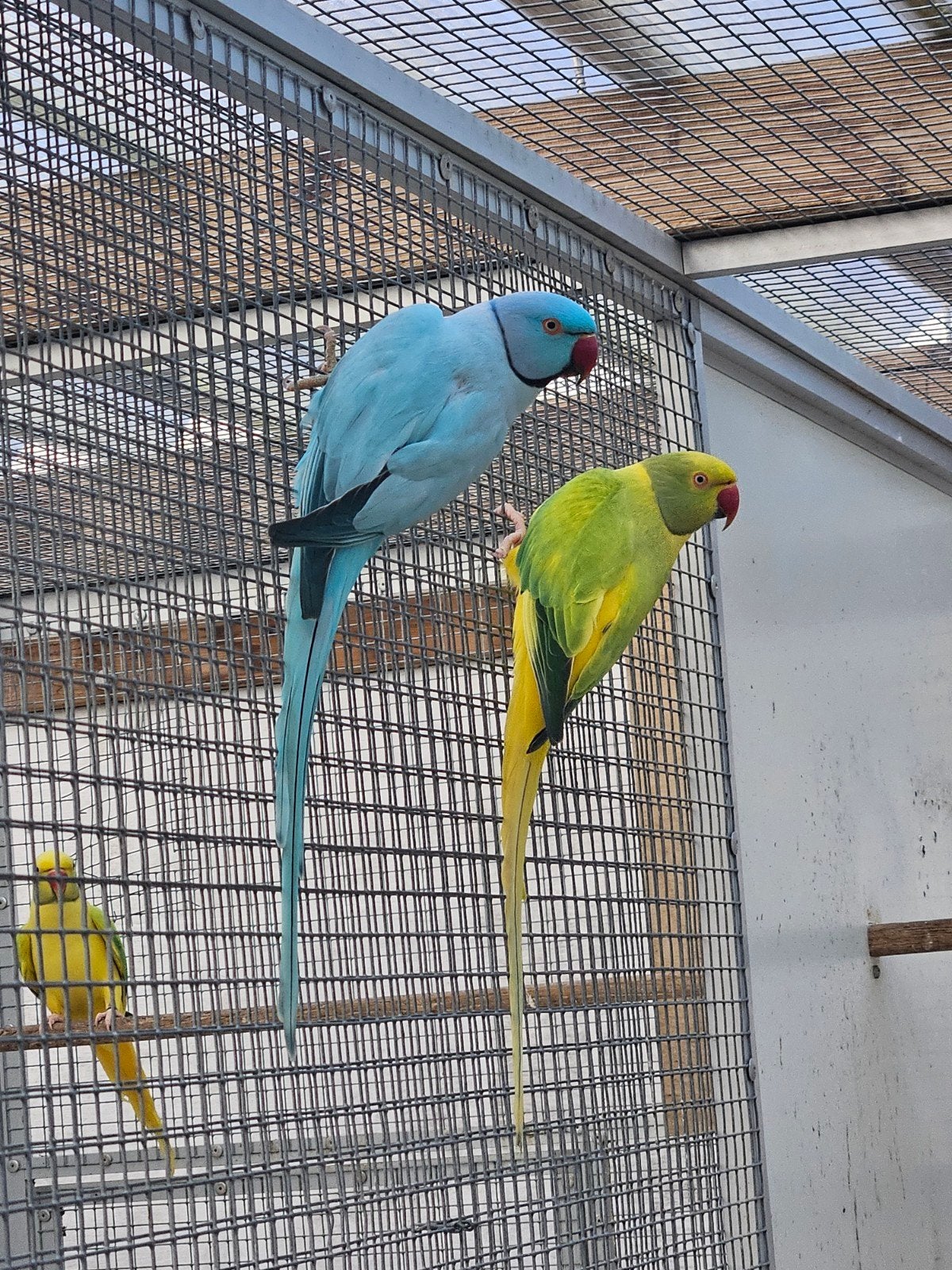 Opalinebleekstaart x blauw opaline/ witkopwistaart  halsband, Dieren en Toebehoren, Vogels | Parkieten en Papegaaien, Meerdere dieren