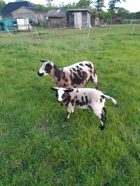 bont schaap met ram lam, Dieren en Toebehoren, Schapen, Geiten en Varkens, Vrouwelijk, Schaap