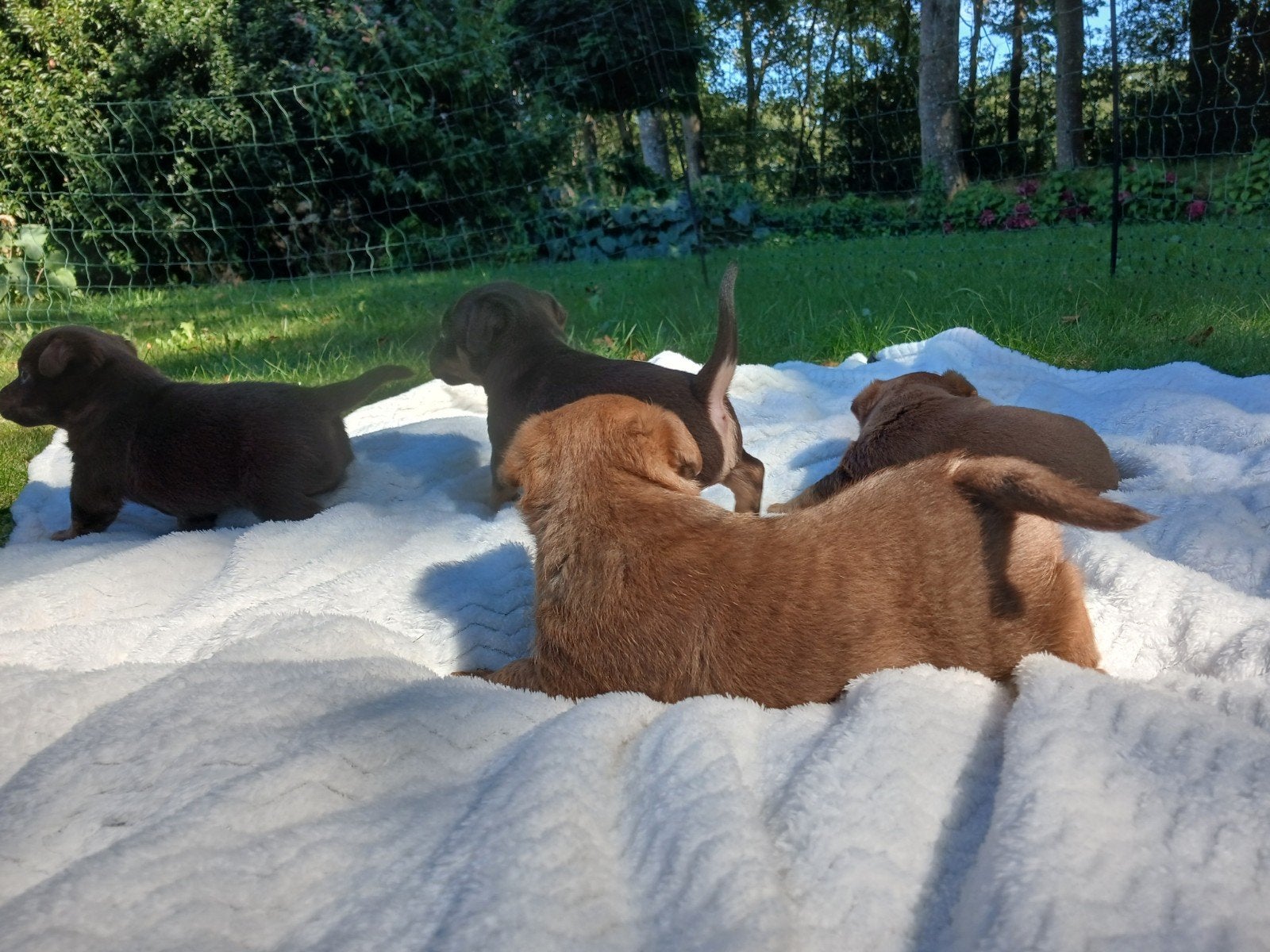 Zeer mooie Jack Russel pups,  Reutjes. Unieke kleurslagen, Parvo, Jack Russell Terriër, Reu, 8 tot 15 weken
