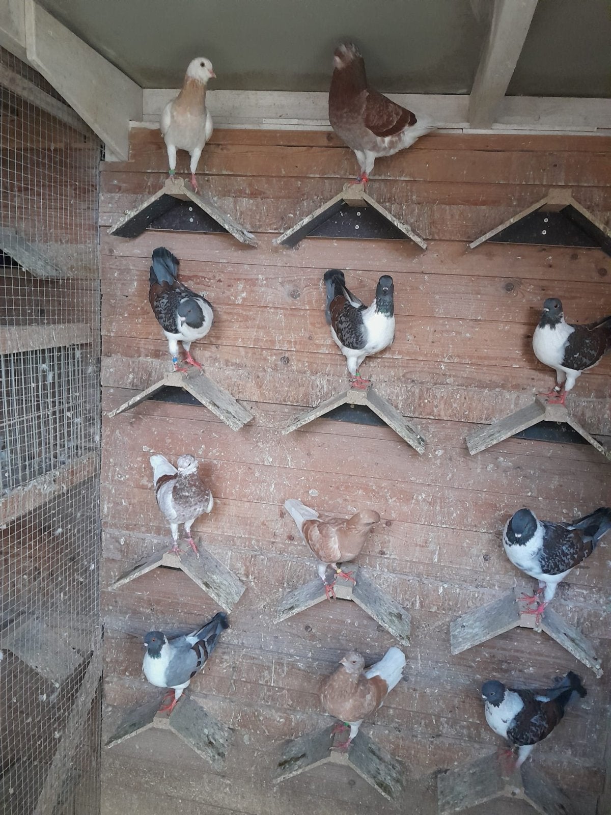 Duitse modena verschillende kleuren, Meerdere dieren, Overige soorten