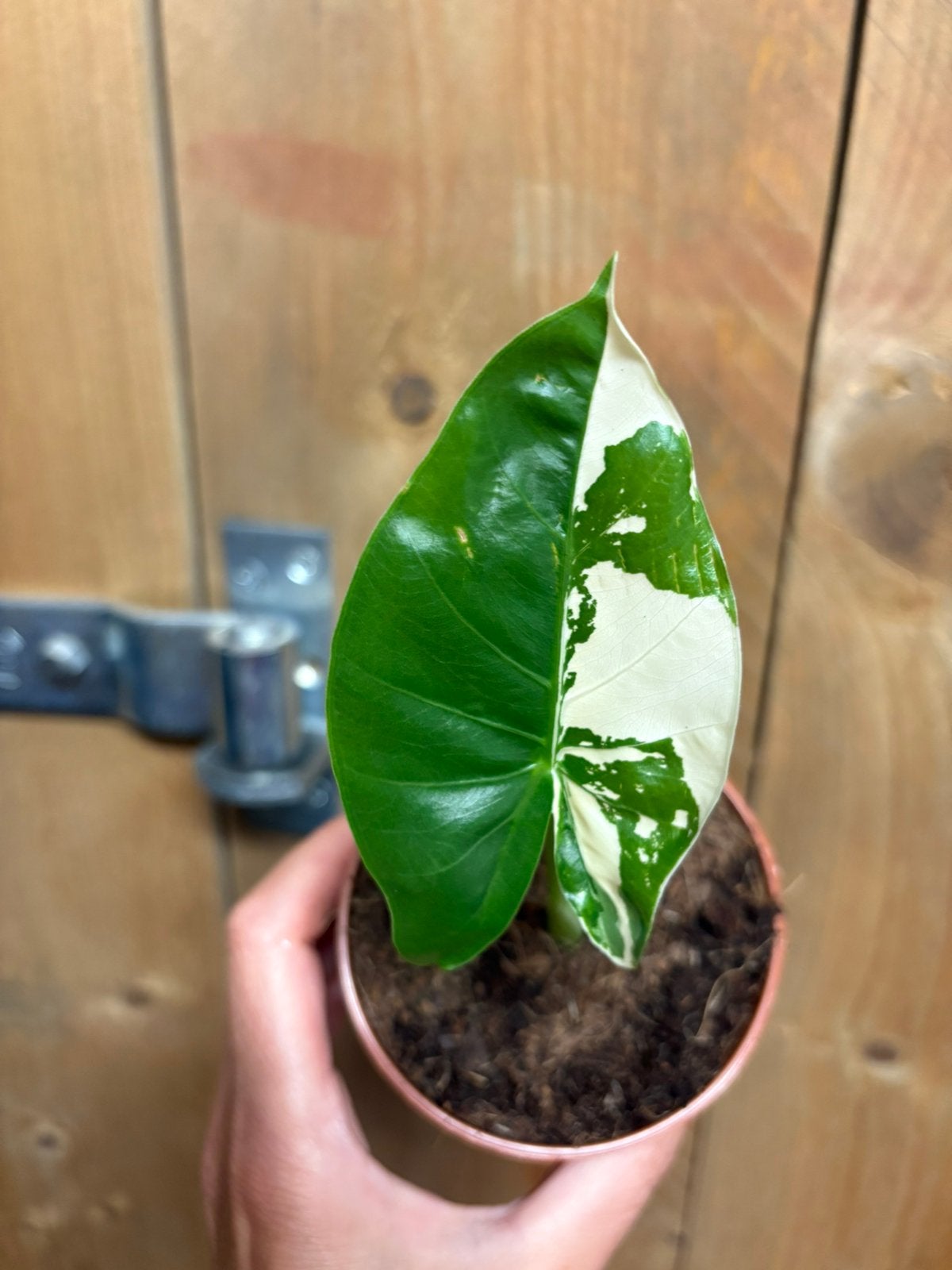 Alocasia macrorrhiza plant albo white wit marble variegata, Huis en Inrichting, Kamerplanten, Ophalen of Verzenden, Halfschaduw