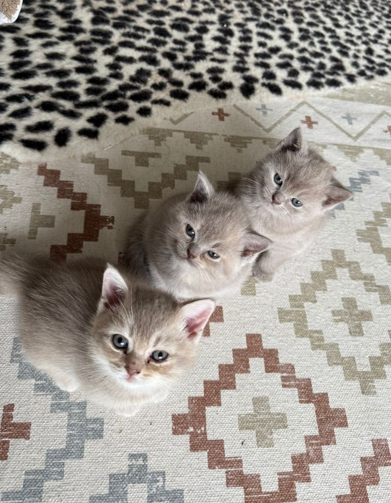 Kat, Dieren en Toebehoren, Katten en Kittens | Overige Katten, Poes