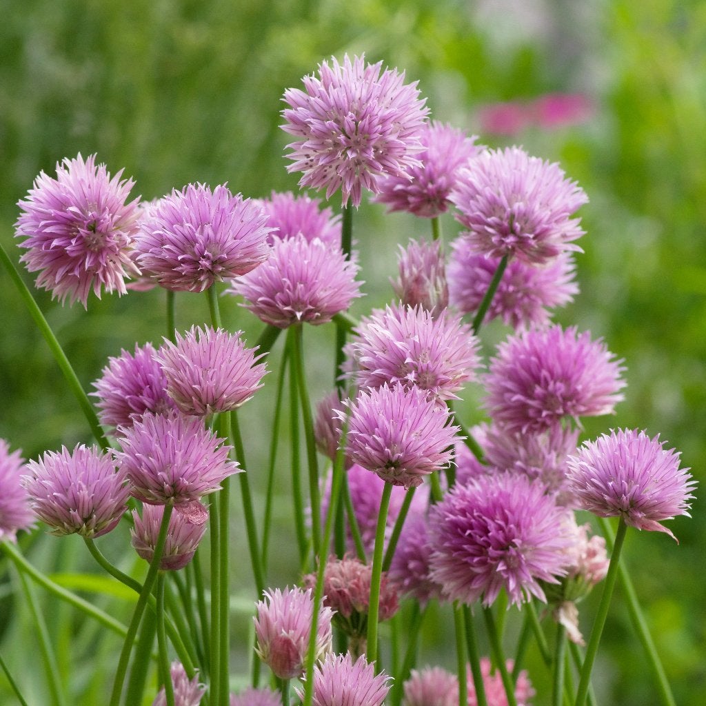 Zaden bieslook (Allium schoenoprasum) - inheems, Ophalen of Verzenden, Voorjaar, Volle zon, Zaad