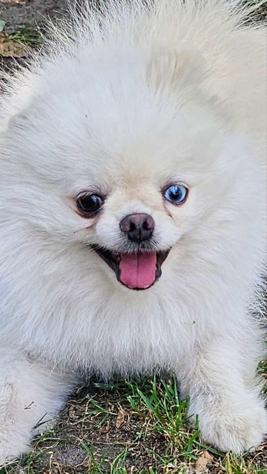 Pomeranian / dwergkees reu, Keeshond, HCC (leverziekte), Reu, 1 tot 2 jaar
